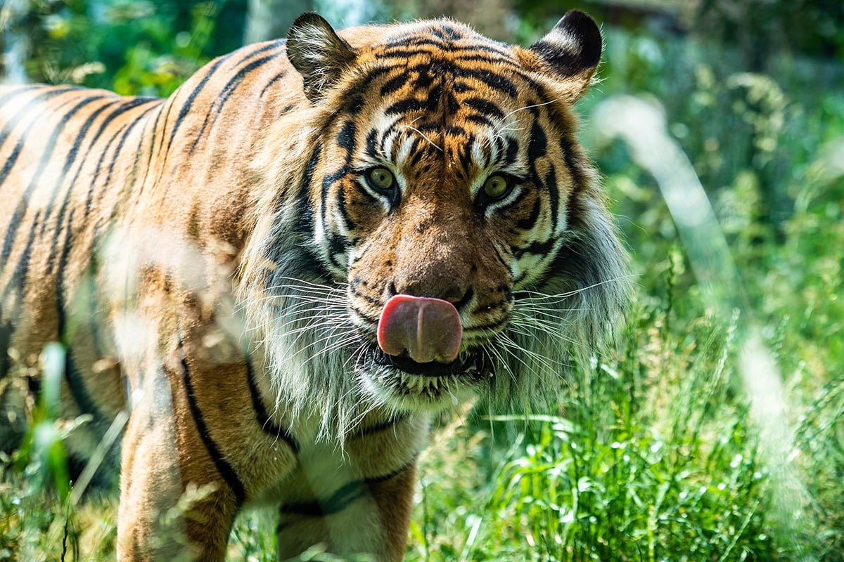 De Bioparco di Roma dierentuin in Rome