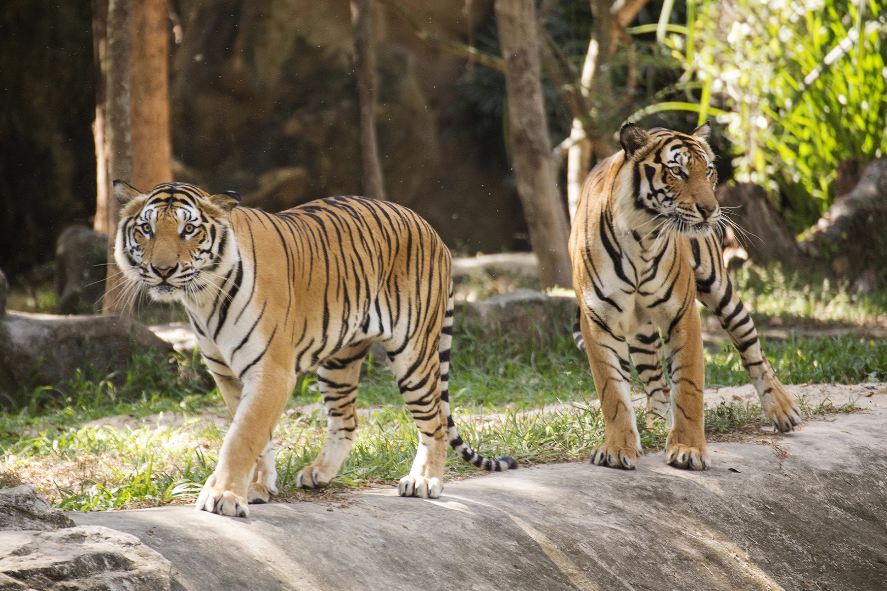 Tijgers in de dierentuin in Rome